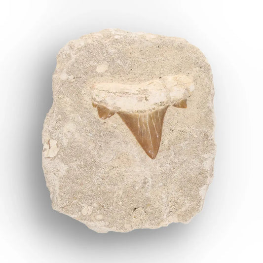Get your Prehistoric Shark Tooth Fossil on Matrix Morocco online now or in store at Forever Gems in Franschhoek, South Africa