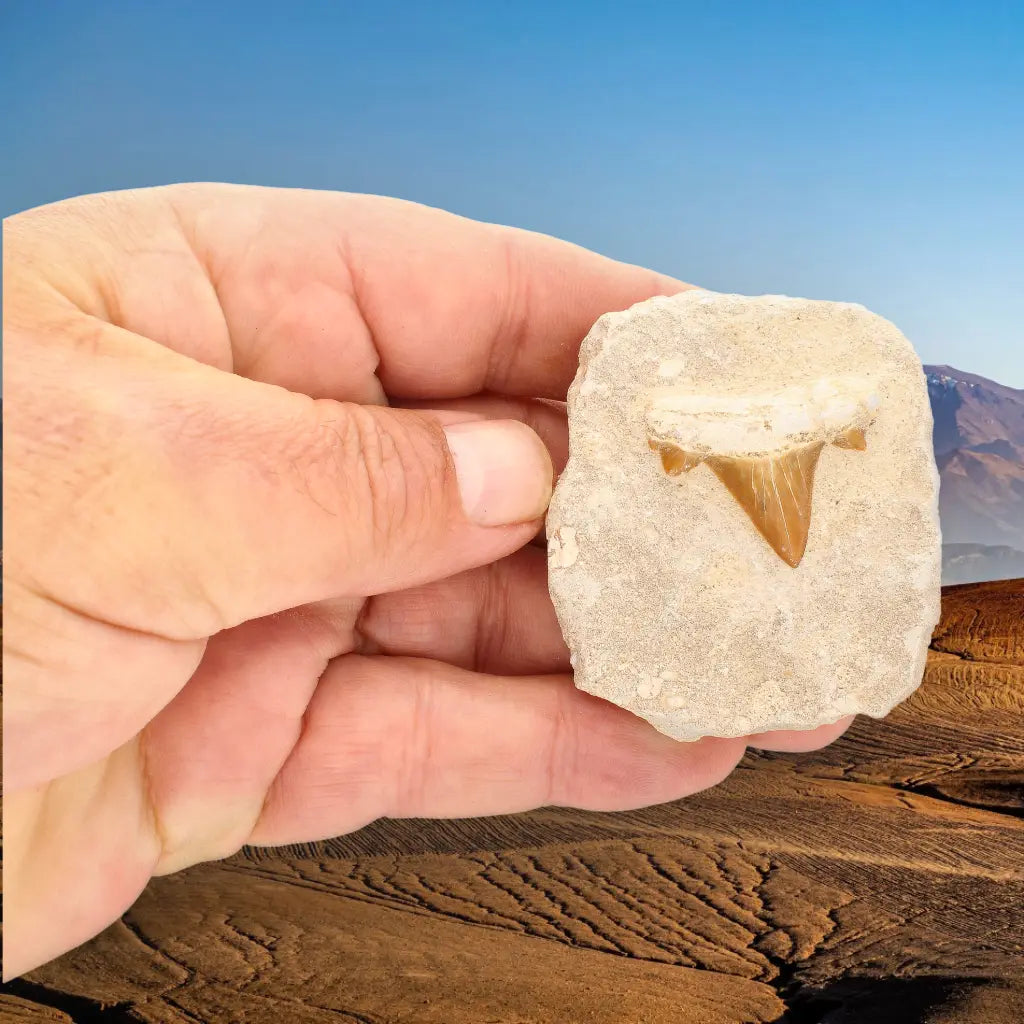 Get your Prehistoric Shark Tooth Fossil on Matrix Morocco online now or in store at Forever Gems in Franschhoek, South Africa