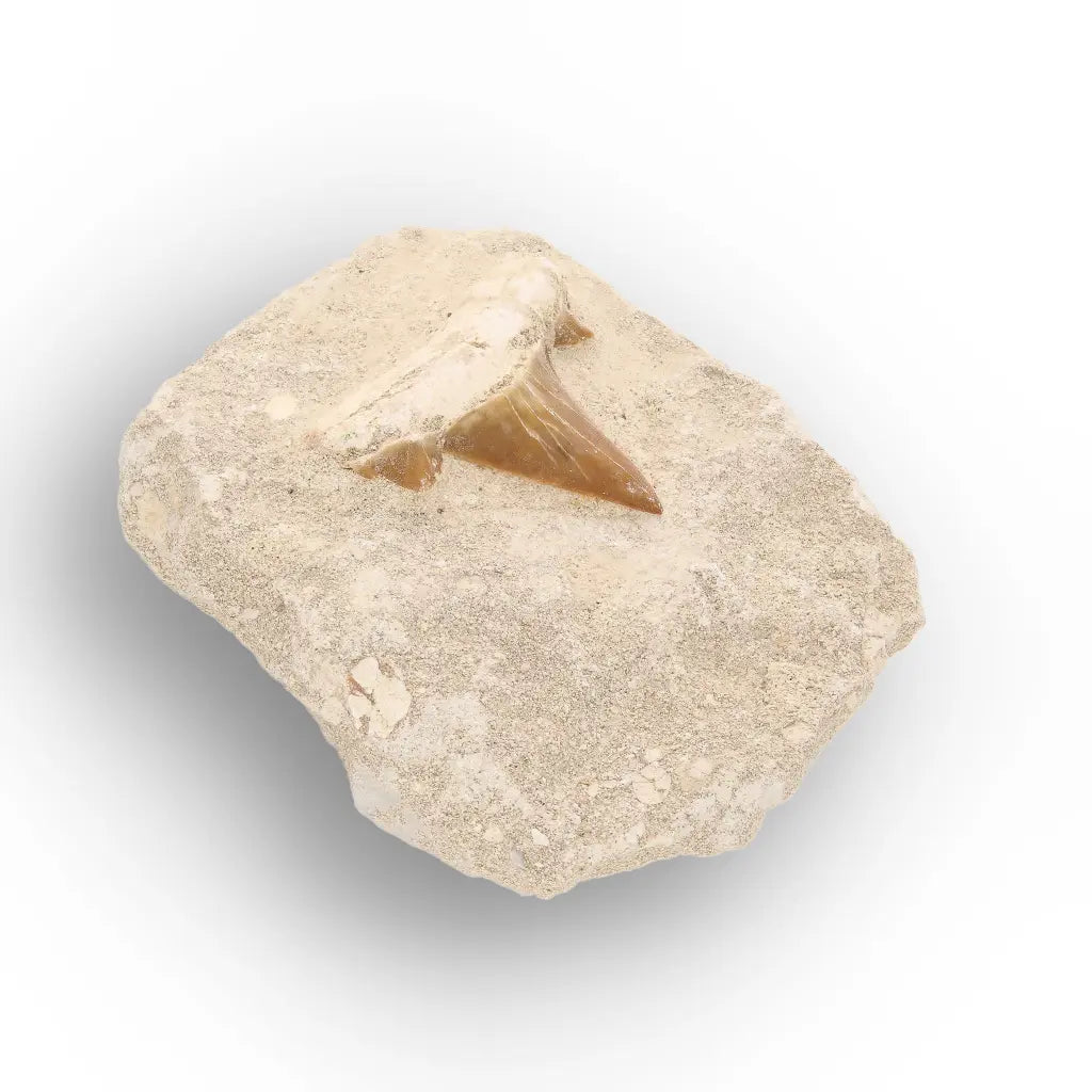 Get your Prehistoric Shark Tooth Fossil on Matrix Morocco online now or in store at Forever Gems in Franschhoek, South Africa