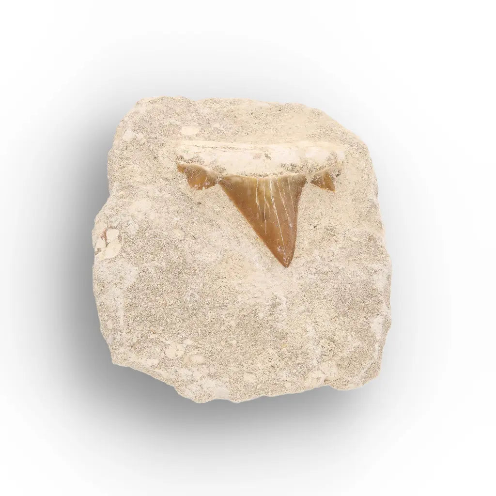 Get your Prehistoric Shark Tooth Fossil on Matrix Morocco online now or in store at Forever Gems in Franschhoek, South Africa