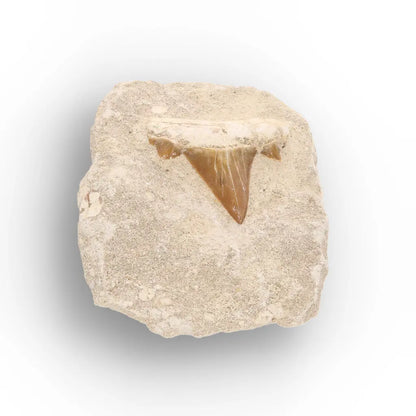 Get your Prehistoric Shark Tooth Fossil on Matrix Morocco online now or in store at Forever Gems in Franschhoek, South Africa