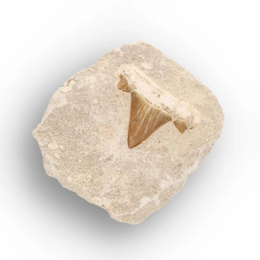 Get your Prehistoric Shark Tooth Fossil on Matrix Morocco online now or in store at Forever Gems in Franschhoek, South Africa