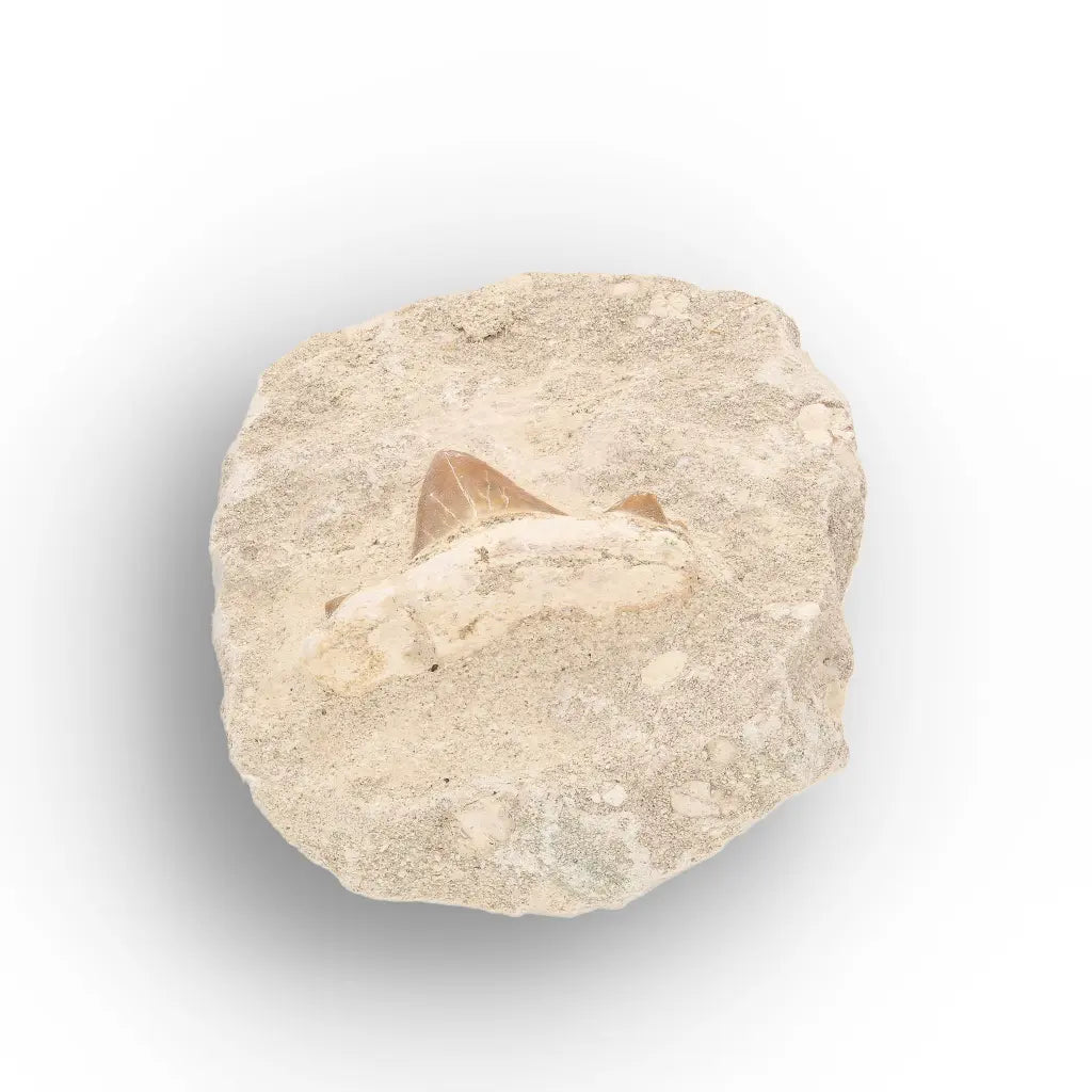 Get your Prehistoric Shark Tooth Fossil on Matrix Morocco online now or in store at Forever Gems in Franschhoek, South Africa