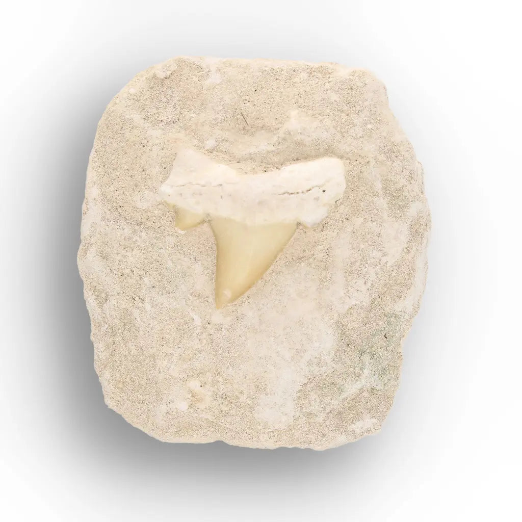 Get your Fossil Shark Tooth from Morocco on Matrix online now or in store at Forever Gems in Franschhoek, South Africa