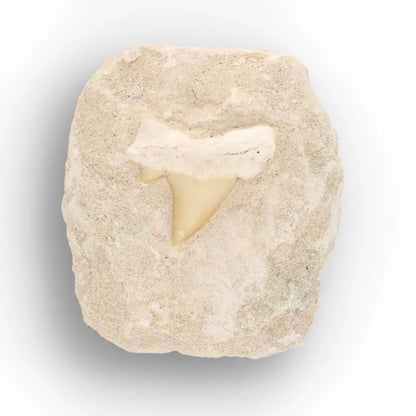 Get your Fossil Shark Tooth from Morocco on Matrix online now or in store at Forever Gems in Franschhoek, South Africa