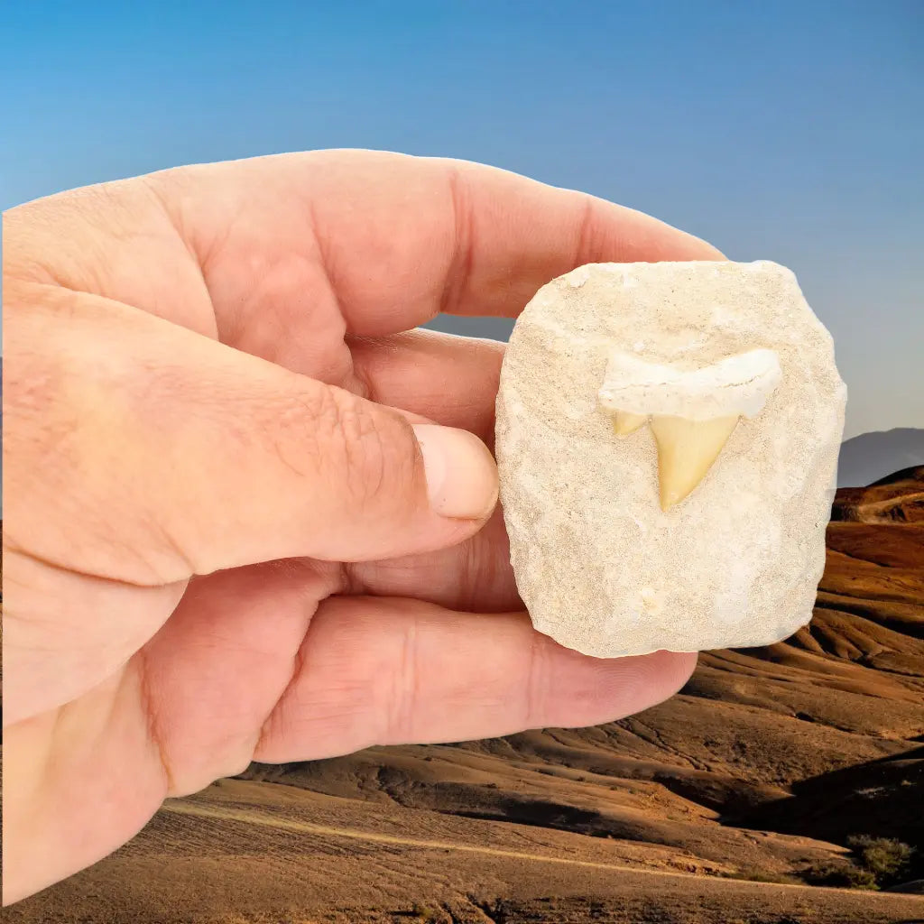 Get your Fossil Shark Tooth from Morocco on Matrix online now or in store at Forever Gems in Franschhoek, South Africa