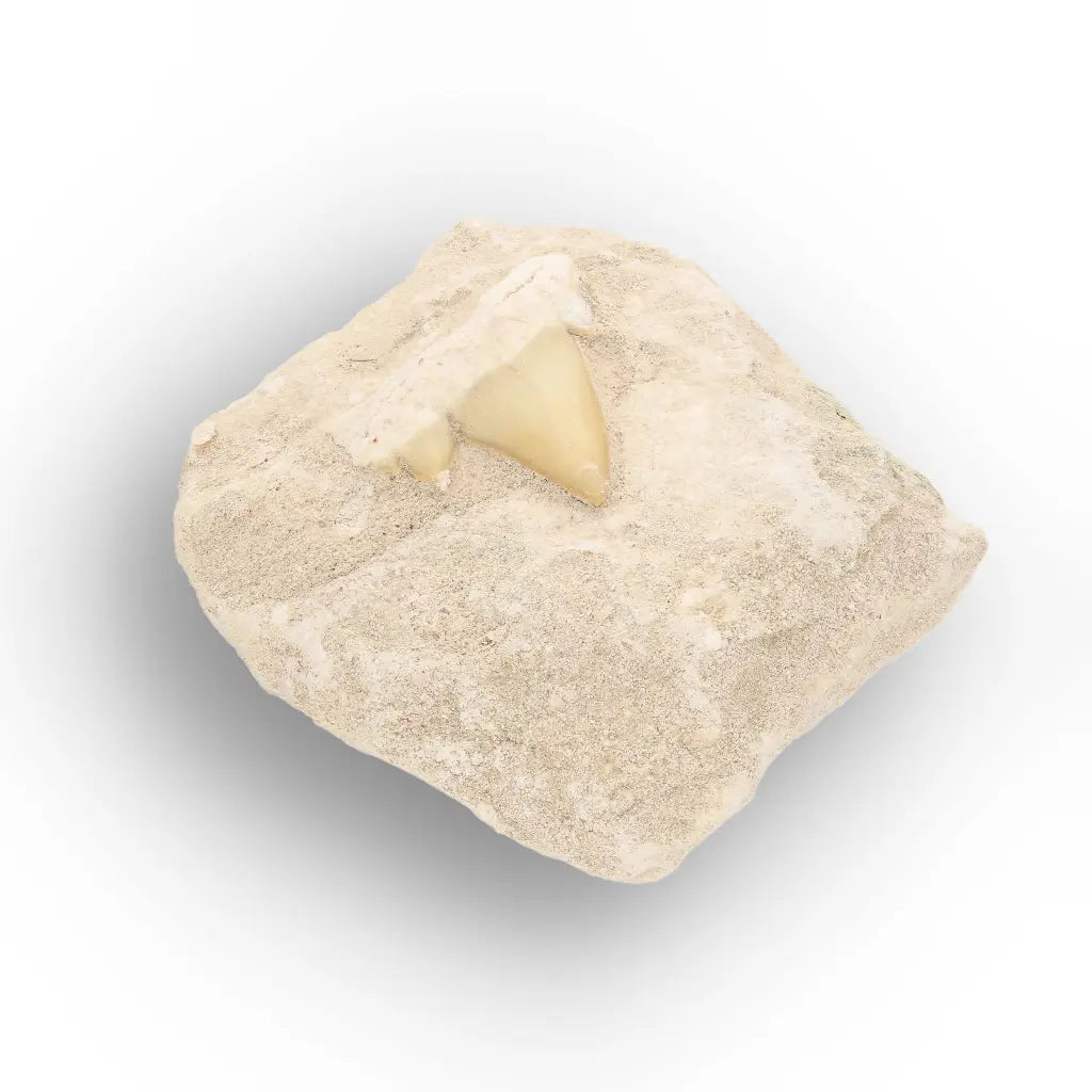 Get your Fossil Shark Tooth from Morocco on Matrix online now or in store at Forever Gems in Franschhoek, South Africa