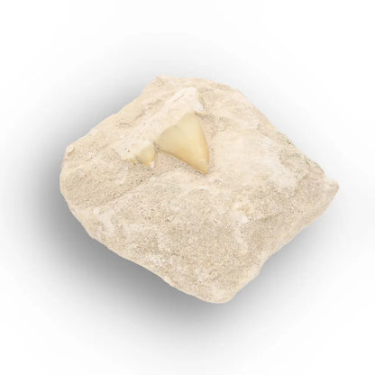 Get your Fossil Shark Tooth from Morocco on Matrix online now or in store at Forever Gems in Franschhoek, South Africa