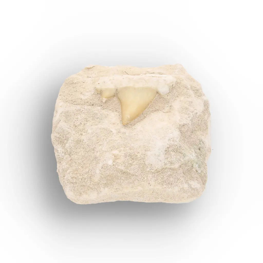 Get your Fossil Shark Tooth from Morocco on Matrix online now or in store at Forever Gems in Franschhoek, South Africa