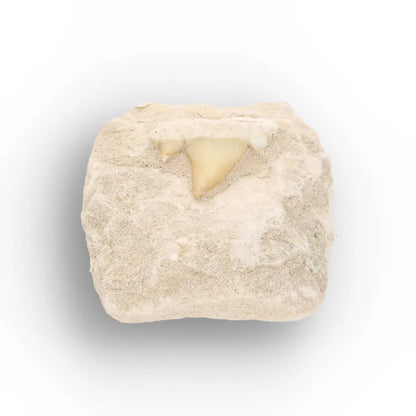 Get your Fossil Shark Tooth from Morocco on Matrix online now or in store at Forever Gems in Franschhoek, South Africa
