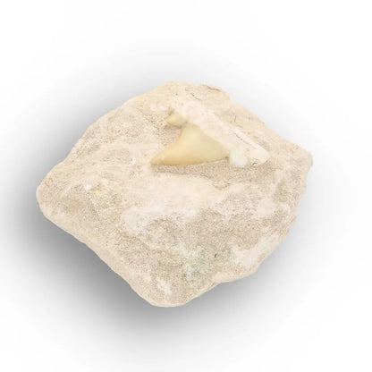 Get your Fossil Shark Tooth from Morocco on Matrix online now or in store at Forever Gems in Franschhoek, South Africa