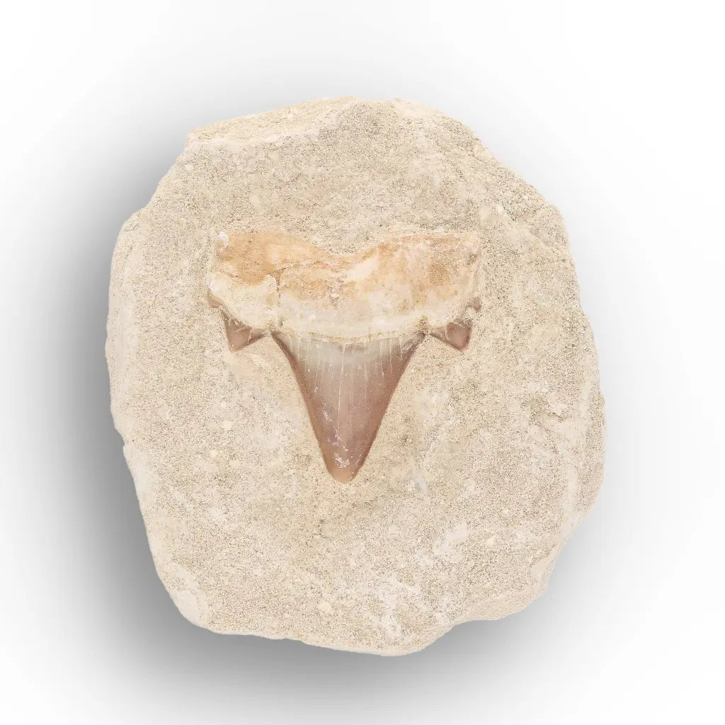 Get your Small Shark Tooth on Matrix Fossil Morocco online now or in store at Forever Gems in Franschhoek, South Africa