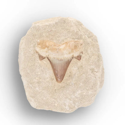 Get your Small Shark Tooth on Matrix Fossil Morocco online now or in store at Forever Gems in Franschhoek, South Africa