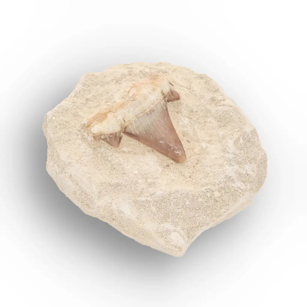 Get your Small Shark Tooth on Matrix Fossil Morocco online now or in store at Forever Gems in Franschhoek, South Africa
