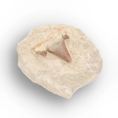 Get your Small Shark Tooth on Matrix Fossil Morocco online now or in store at Forever Gems in Franschhoek, South Africa