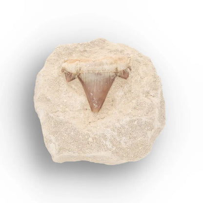 Get your Small Shark Tooth on Matrix Fossil Morocco online now or in store at Forever Gems in Franschhoek, South Africa
