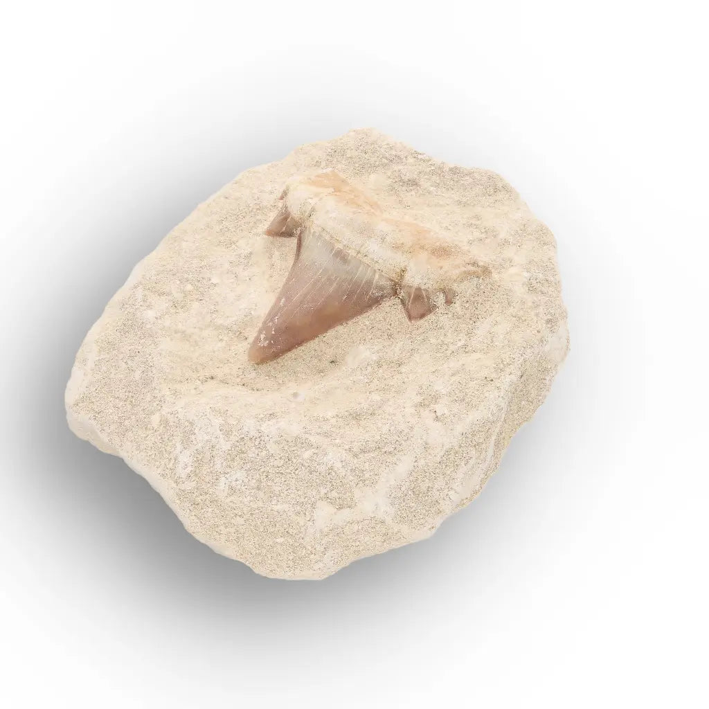 Get your Small Shark Tooth on Matrix Fossil Morocco online now or in store at Forever Gems in Franschhoek, South Africa