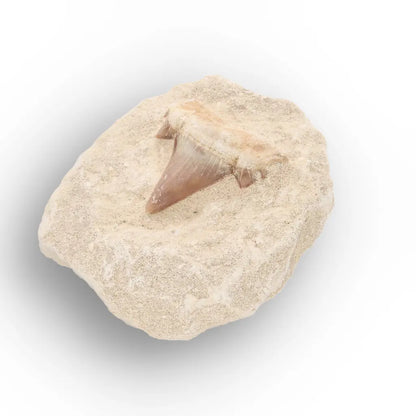 Get your Small Shark Tooth on Matrix Fossil Morocco online now or in store at Forever Gems in Franschhoek, South Africa