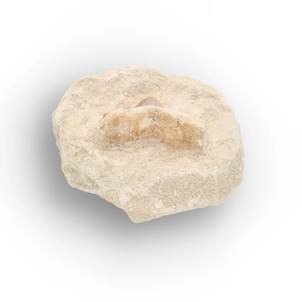 Get your Small Shark Tooth on Matrix Fossil Morocco online now or in store at Forever Gems in Franschhoek, South Africa