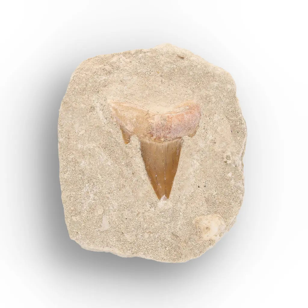 Get your Otodus Obliquus Fossil Shark Tooth Display online now or in store at Forever Gems in Franschhoek, South Africa