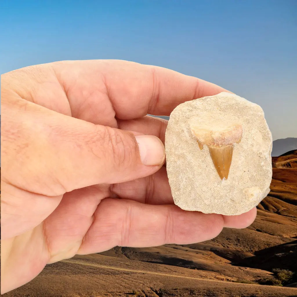 Get your Otodus Obliquus Fossil Shark Tooth Display online now or in store at Forever Gems in Franschhoek, South Africa