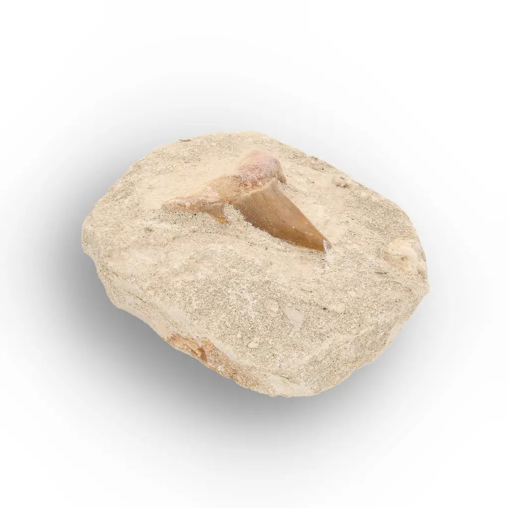 Get your Otodus Obliquus Fossil Shark Tooth Display online now or in store at Forever Gems in Franschhoek, South Africa