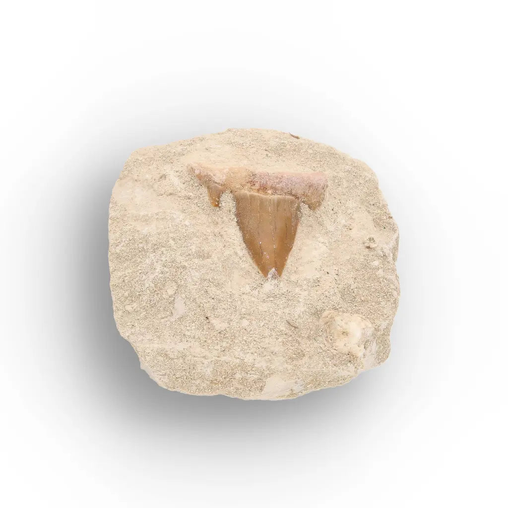 Get your Otodus Obliquus Fossil Shark Tooth Display online now or in store at Forever Gems in Franschhoek, South Africa