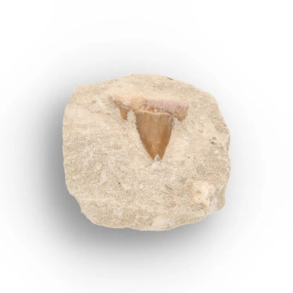 Get your Otodus Obliquus Fossil Shark Tooth Display online now or in store at Forever Gems in Franschhoek, South Africa