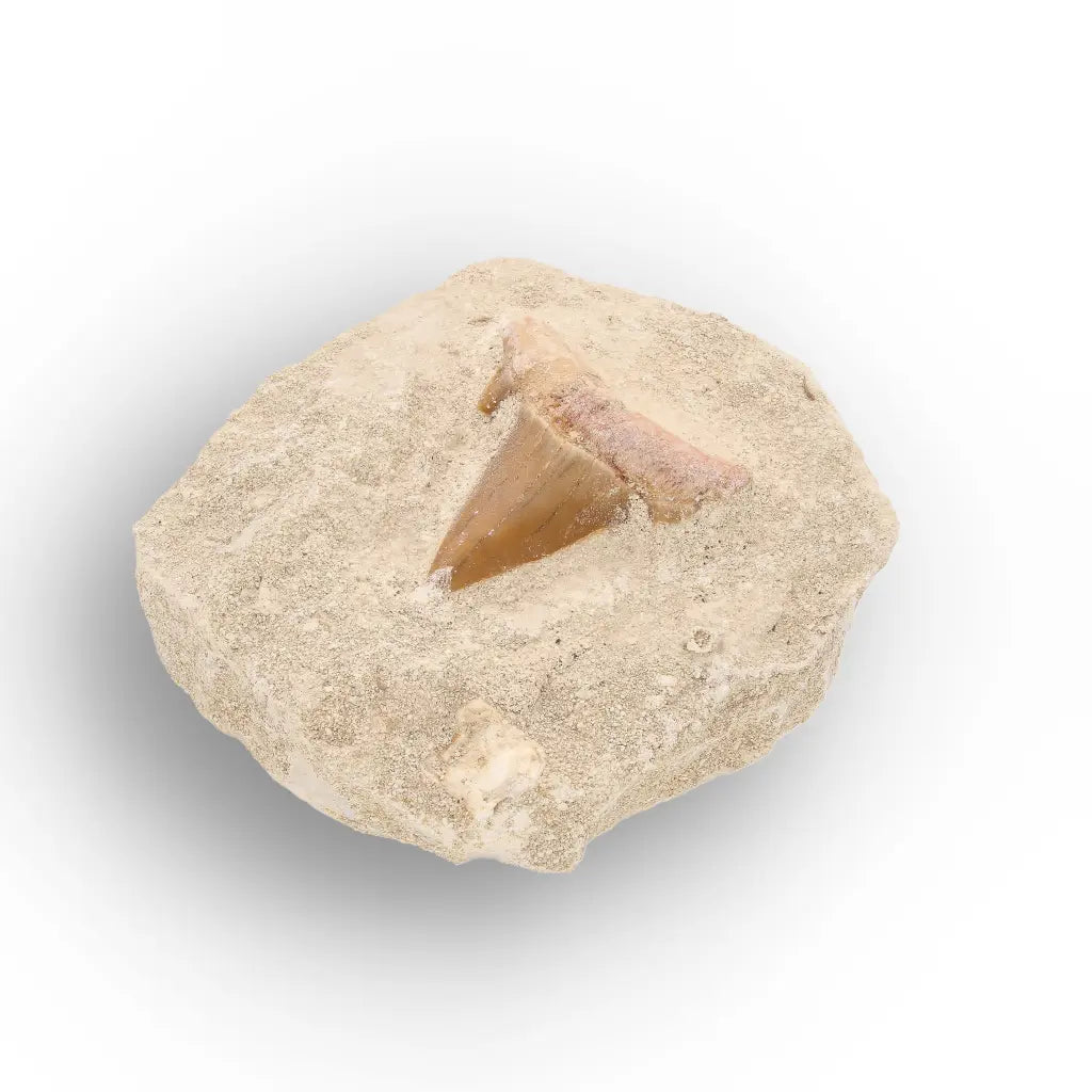 Get your Otodus Obliquus Fossil Shark Tooth Display online now or in store at Forever Gems in Franschhoek, South Africa