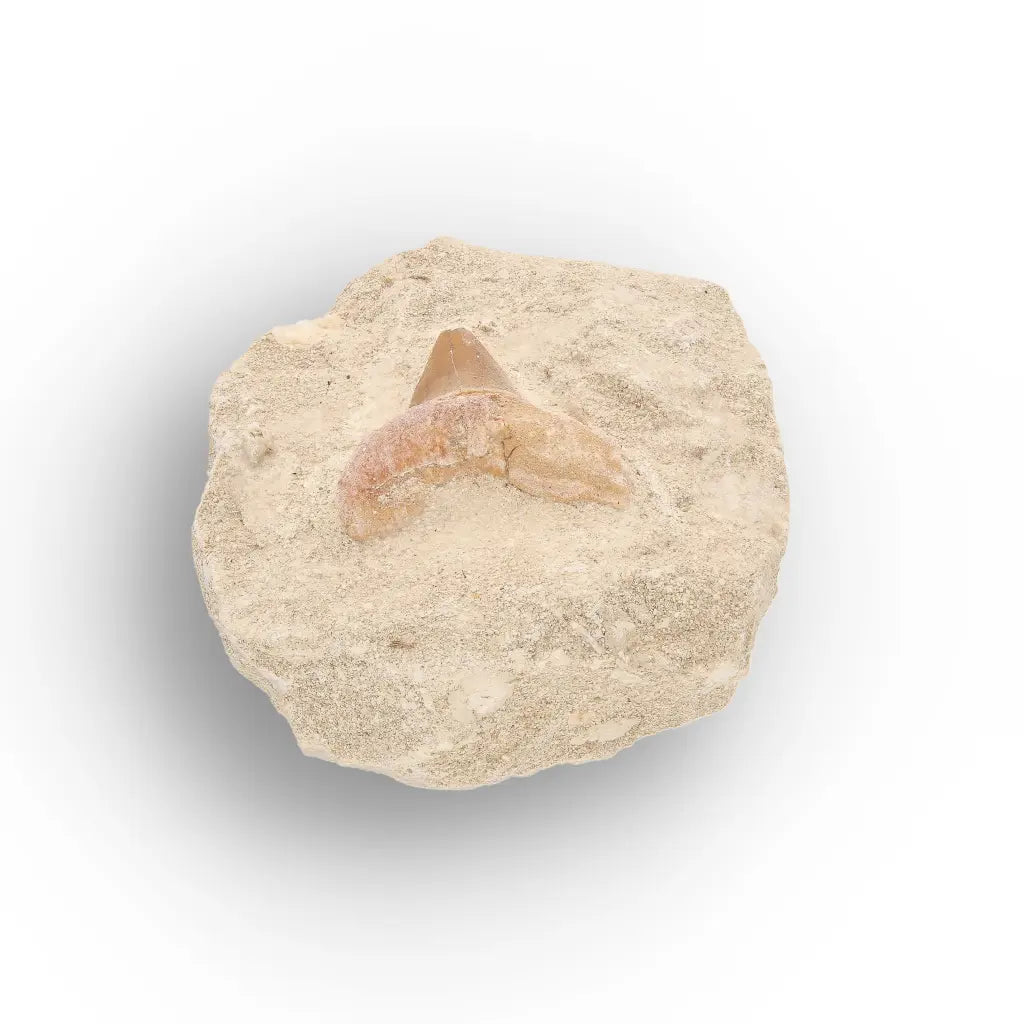 Get your Otodus Obliquus Fossil Shark Tooth Display online now or in store at Forever Gems in Franschhoek, South Africa