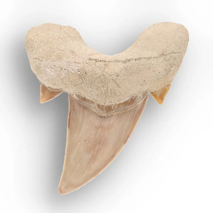 Get your Authentic Otodus Obliquus Shark Tooth from Khouribga online now or in store at Forever Gems in Franschhoek, South Africa