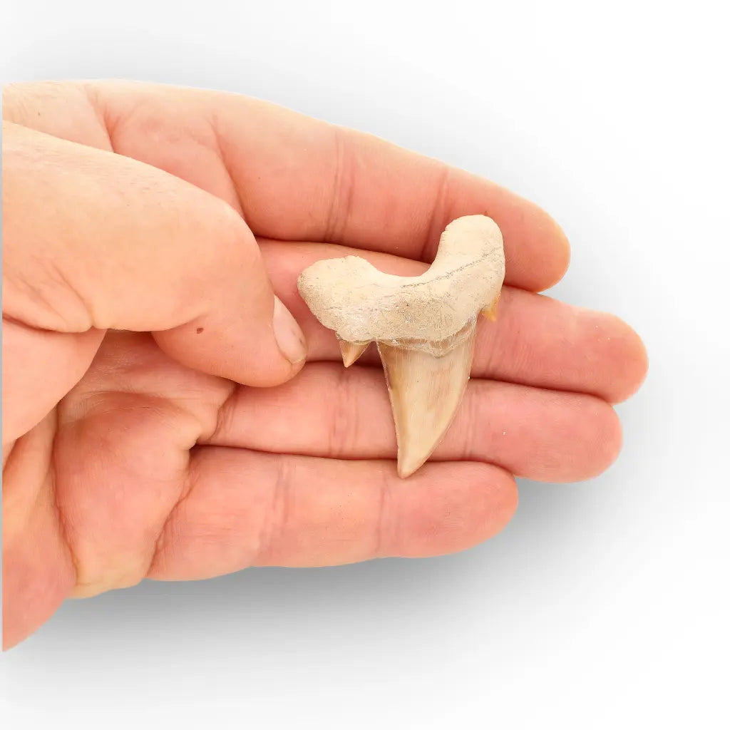 Get your Authentic Otodus Obliquus Shark Tooth from Khouribga online now or in store at Forever Gems in Franschhoek, South Africa