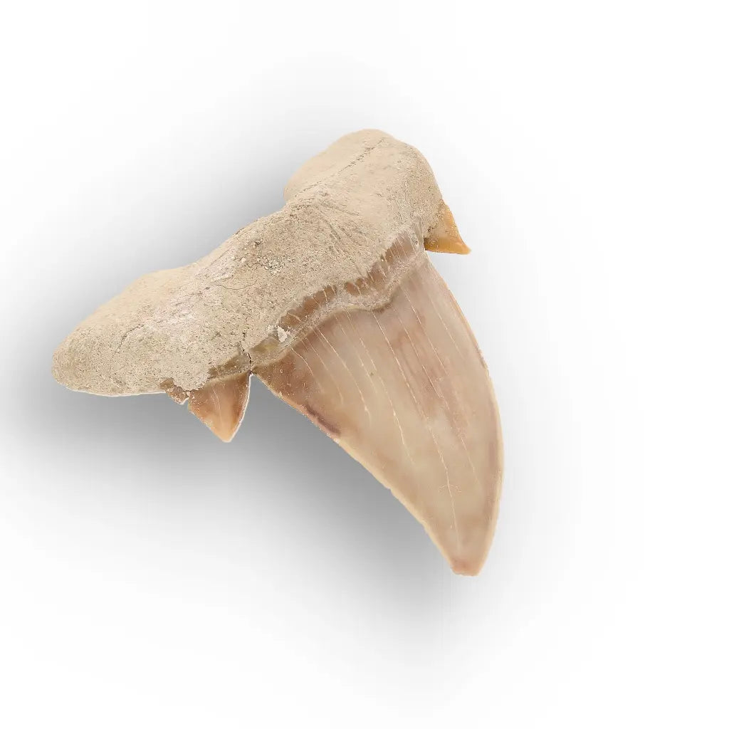 Get your Authentic Otodus Obliquus Shark Tooth from Khouribga online now or in store at Forever Gems in Franschhoek, South Africa