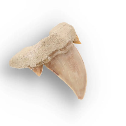 Get your Authentic Otodus Obliquus Shark Tooth from Khouribga online now or in store at Forever Gems in Franschhoek, South Africa