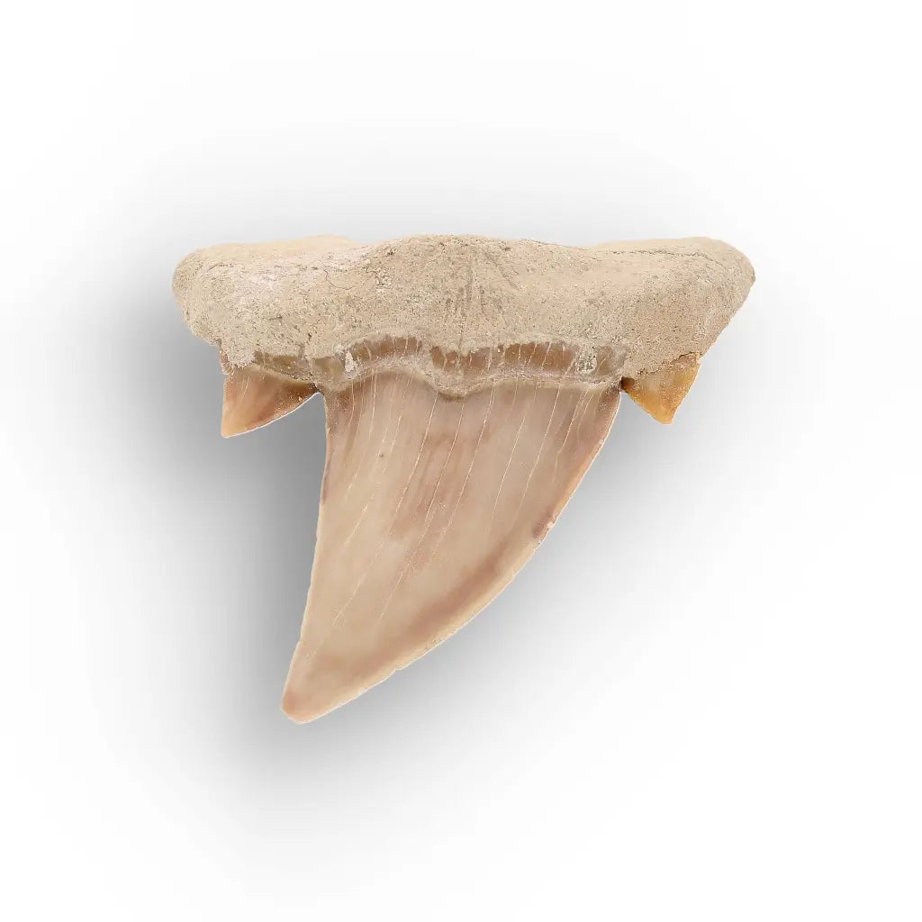 Get your Authentic Otodus Obliquus Shark Tooth from Khouribga online now or in store at Forever Gems in Franschhoek, South Africa
