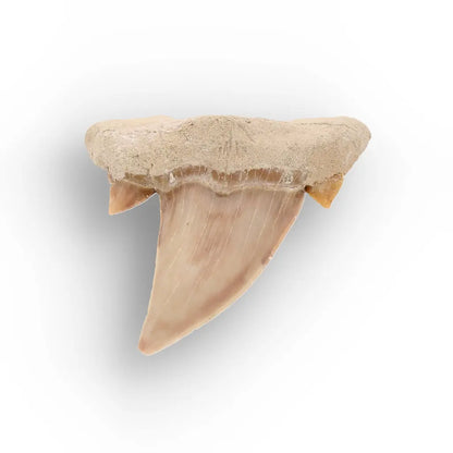 Get your Authentic Otodus Obliquus Shark Tooth from Khouribga online now or in store at Forever Gems in Franschhoek, South Africa