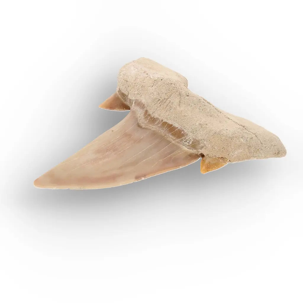 Get your Authentic Otodus Obliquus Shark Tooth from Khouribga online now or in store at Forever Gems in Franschhoek, South Africa