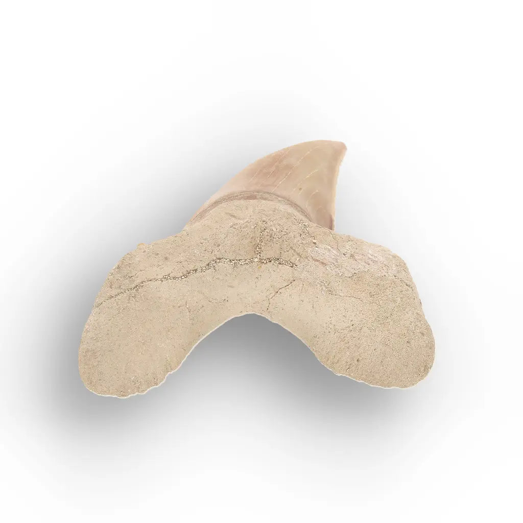 Get your Authentic Otodus Obliquus Shark Tooth from Khouribga online now or in store at Forever Gems in Franschhoek, South Africa