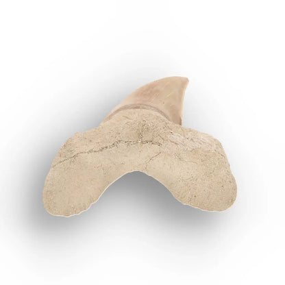Get your Authentic Otodus Obliquus Shark Tooth from Khouribga online now or in store at Forever Gems in Franschhoek, South Africa
