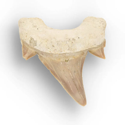 Get your Authentic Otodus Obliquus Shark Tooth Fossil online now or in store at Forever Gems in Franschhoek, South Africa