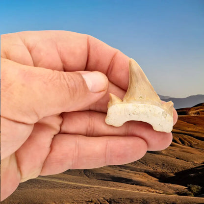 Get your Authentic Otodus Obliquus Shark Tooth Fossil online now or in store at Forever Gems in Franschhoek, South Africa