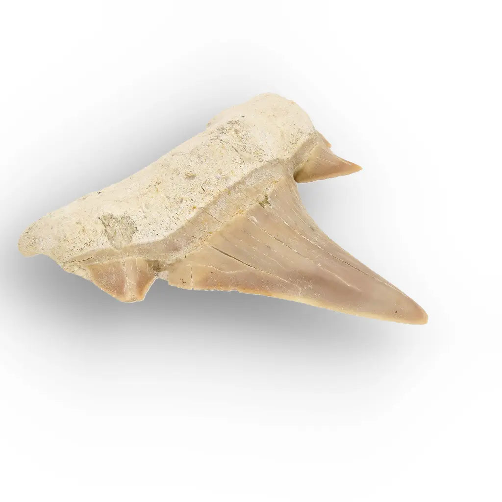 Get your Authentic Otodus Obliquus Shark Tooth Fossil online now or in store at Forever Gems in Franschhoek, South Africa