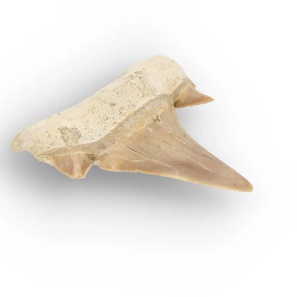 Get your Authentic Otodus Obliquus Shark Tooth Fossil online now or in store at Forever Gems in Franschhoek, South Africa