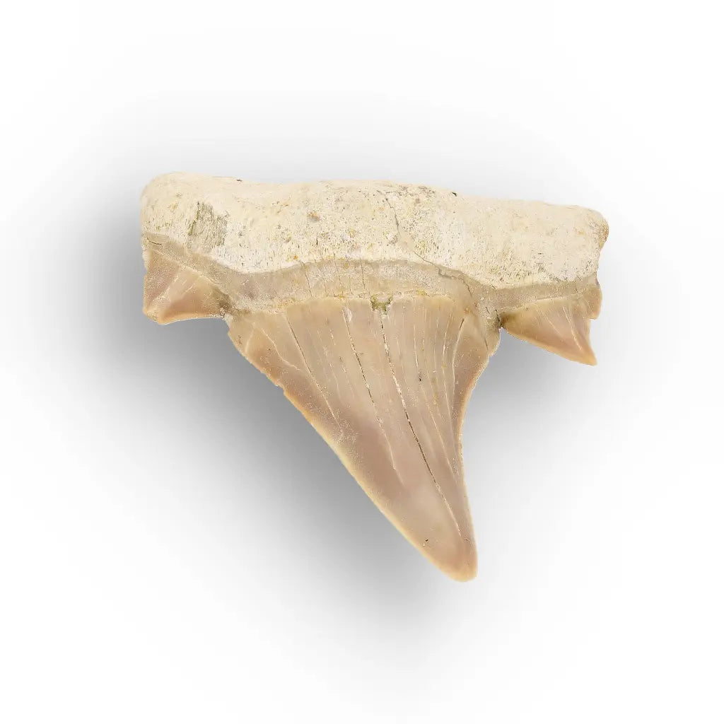 Get your Authentic Otodus Obliquus Shark Tooth Fossil online now or in store at Forever Gems in Franschhoek, South Africa