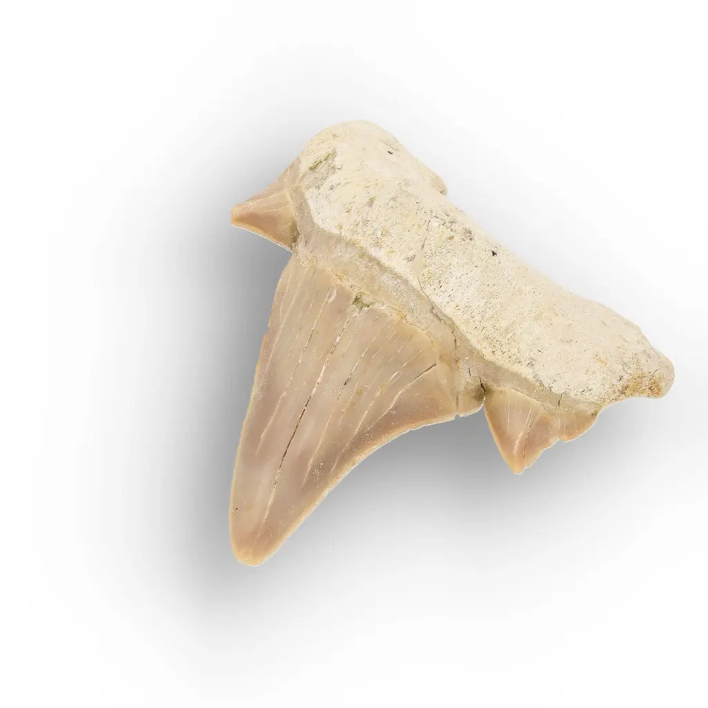 Get your Authentic Otodus Obliquus Shark Tooth Fossil online now or in store at Forever Gems in Franschhoek, South Africa