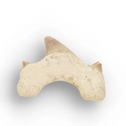 Get your Authentic Otodus Obliquus Shark Tooth Fossil online now or in store at Forever Gems in Franschhoek, South Africa