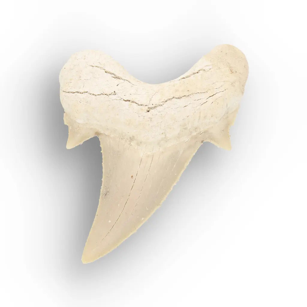 Get your Real Otodus Obliquus Fossil Shark Tooth online now or in store at Forever Gems in Franschhoek, South Africa