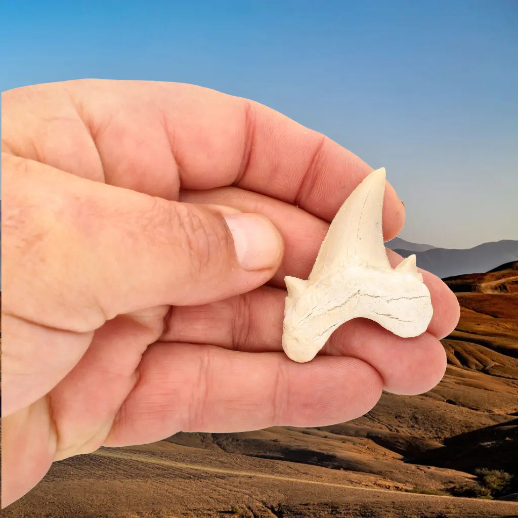 Get your Real Otodus Obliquus Fossil Shark Tooth online now or in store at Forever Gems in Franschhoek, South Africa