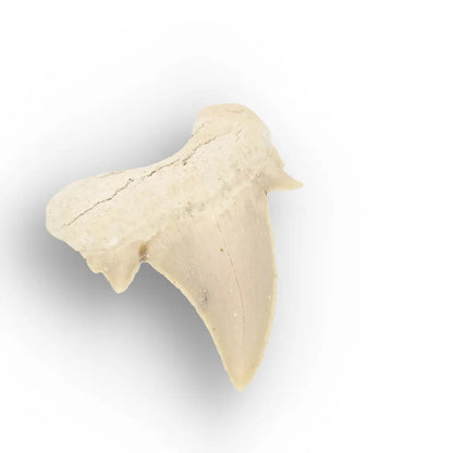 Get your Real Otodus Obliquus Fossil Shark Tooth online now or in store at Forever Gems in Franschhoek, South Africa