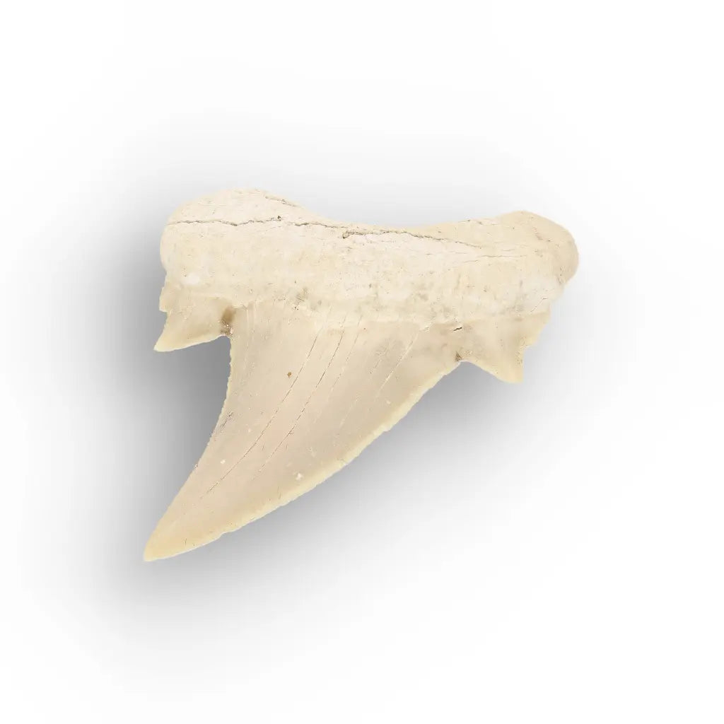 Get your Real Otodus Obliquus Fossil Shark Tooth online now or in store at Forever Gems in Franschhoek, South Africa